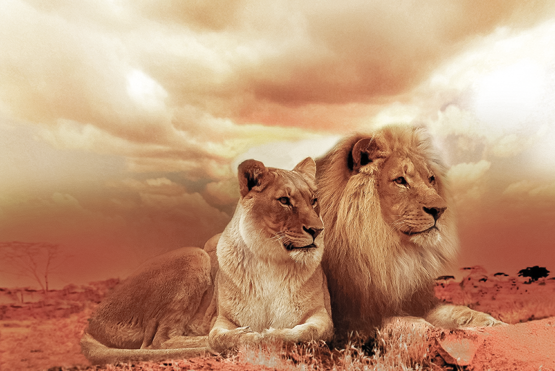 Foto van een leeuw en leeuwin als illustratie van hoe goed ken je je partner?